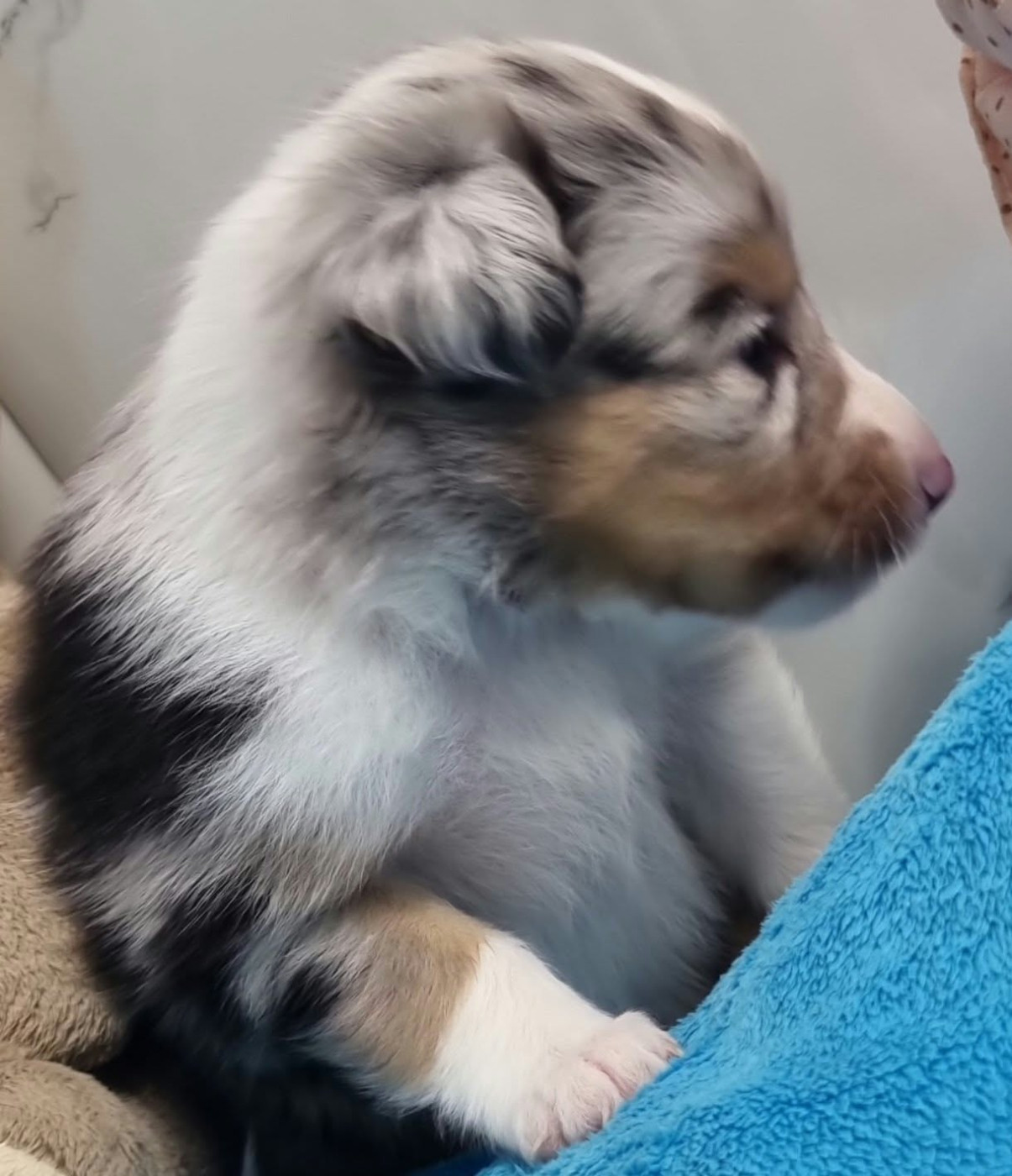 Des Shelties De La Rose - Chiots disponibles - Shetland Sheepdog