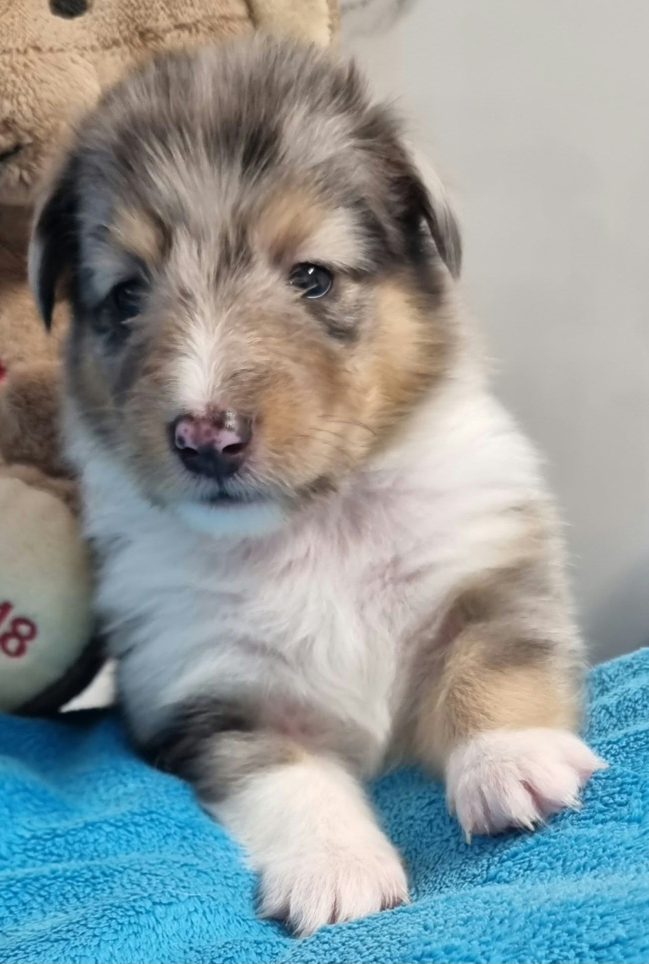 Des Shelties De La Rose - Chiots disponibles - Shetland Sheepdog