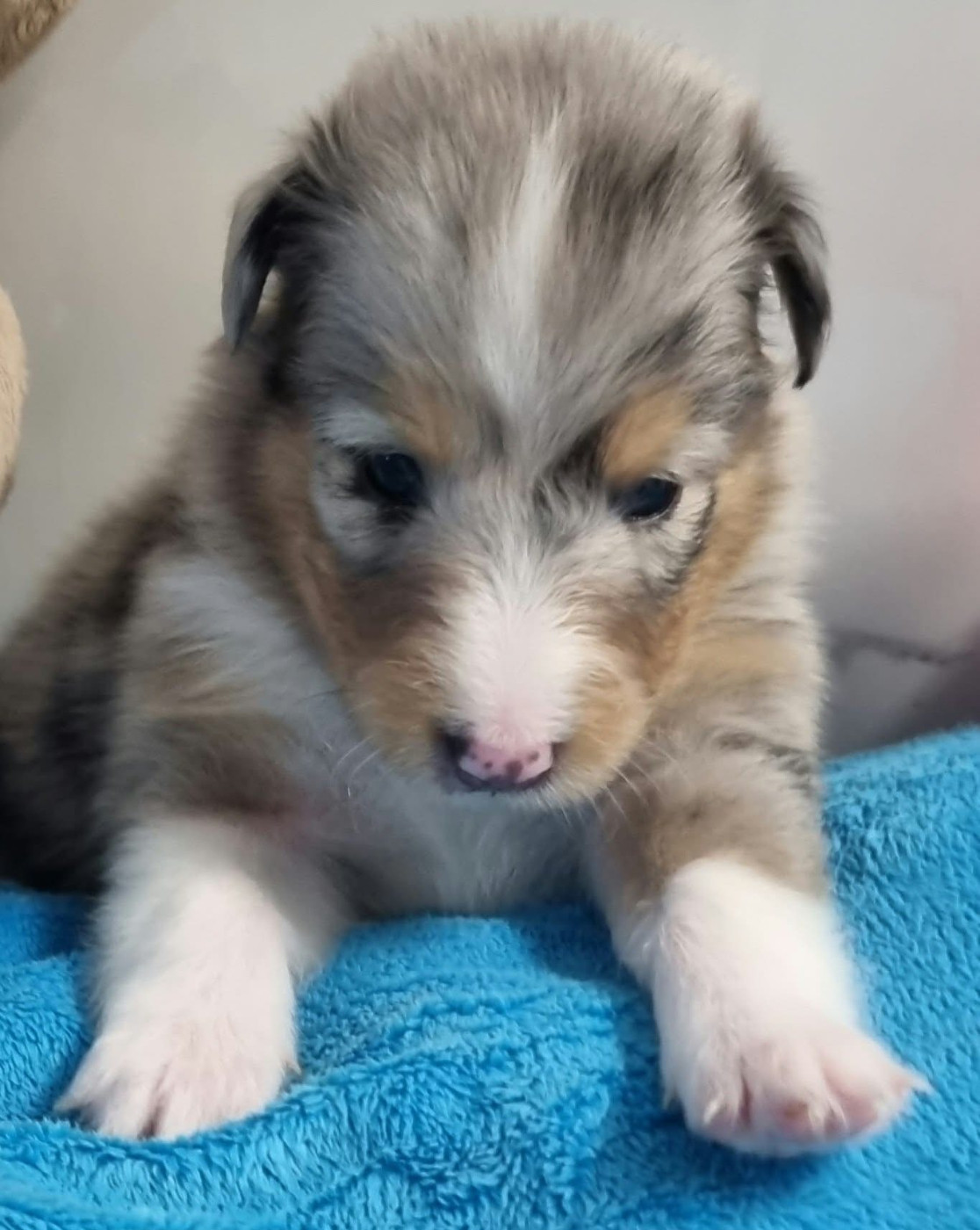 Des Shelties De La Rose - Chiots disponibles - Shetland Sheepdog