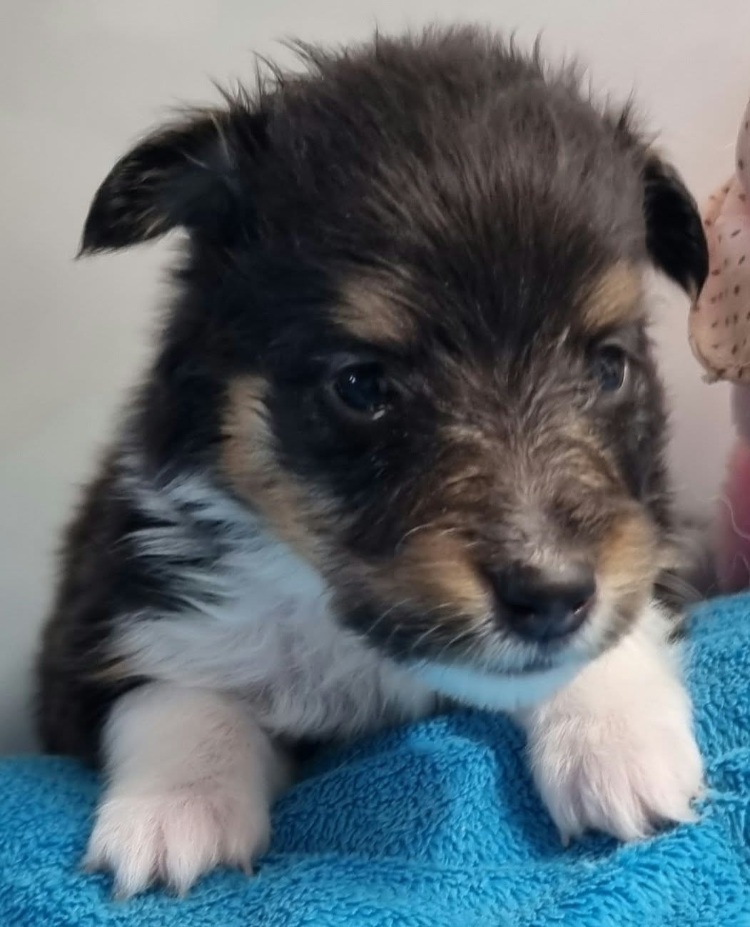 Des Shelties De La Rose - Chiots disponibles - Shetland Sheepdog