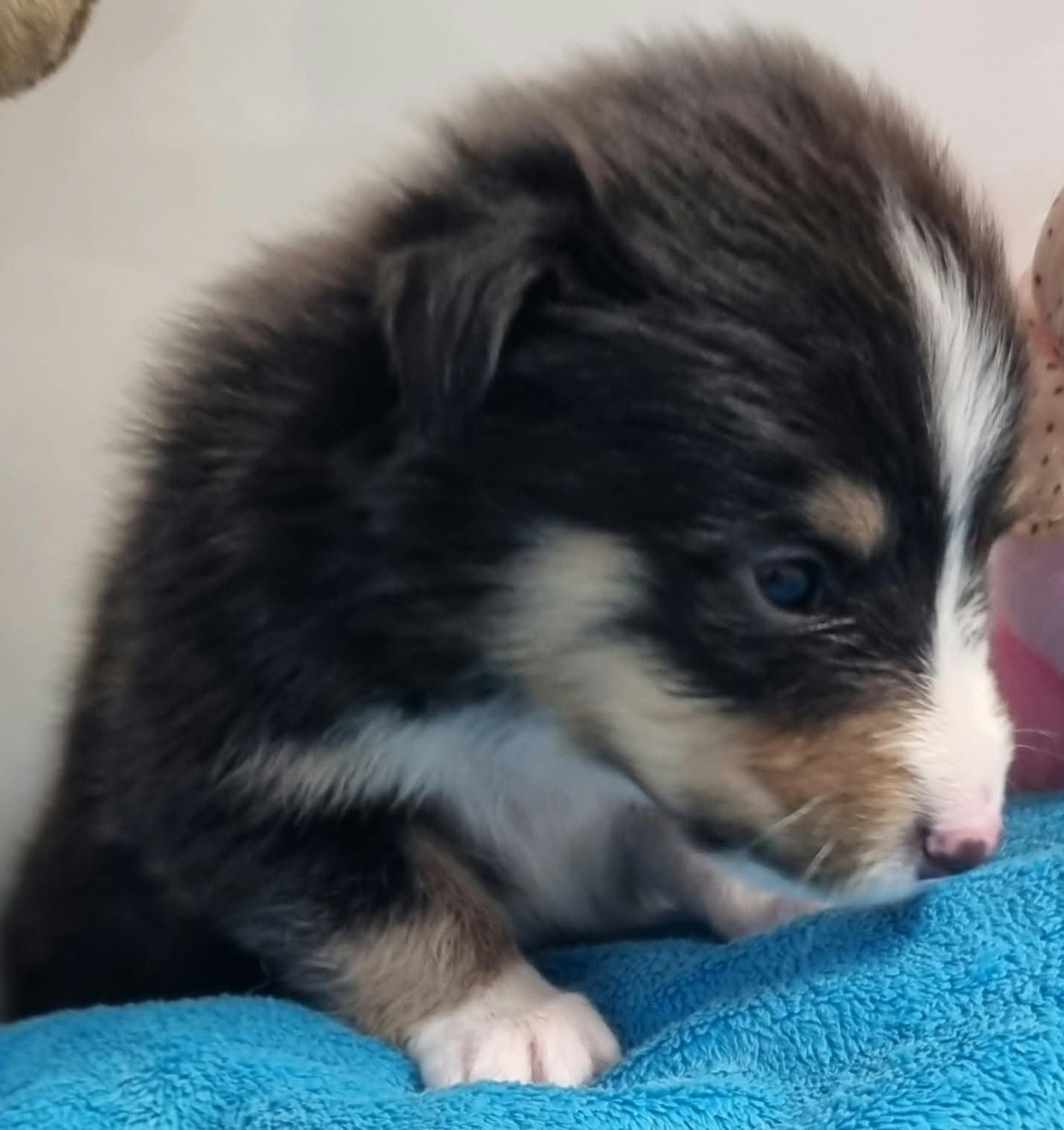 Des Shelties De La Rose - Chiots disponibles - Shetland Sheepdog