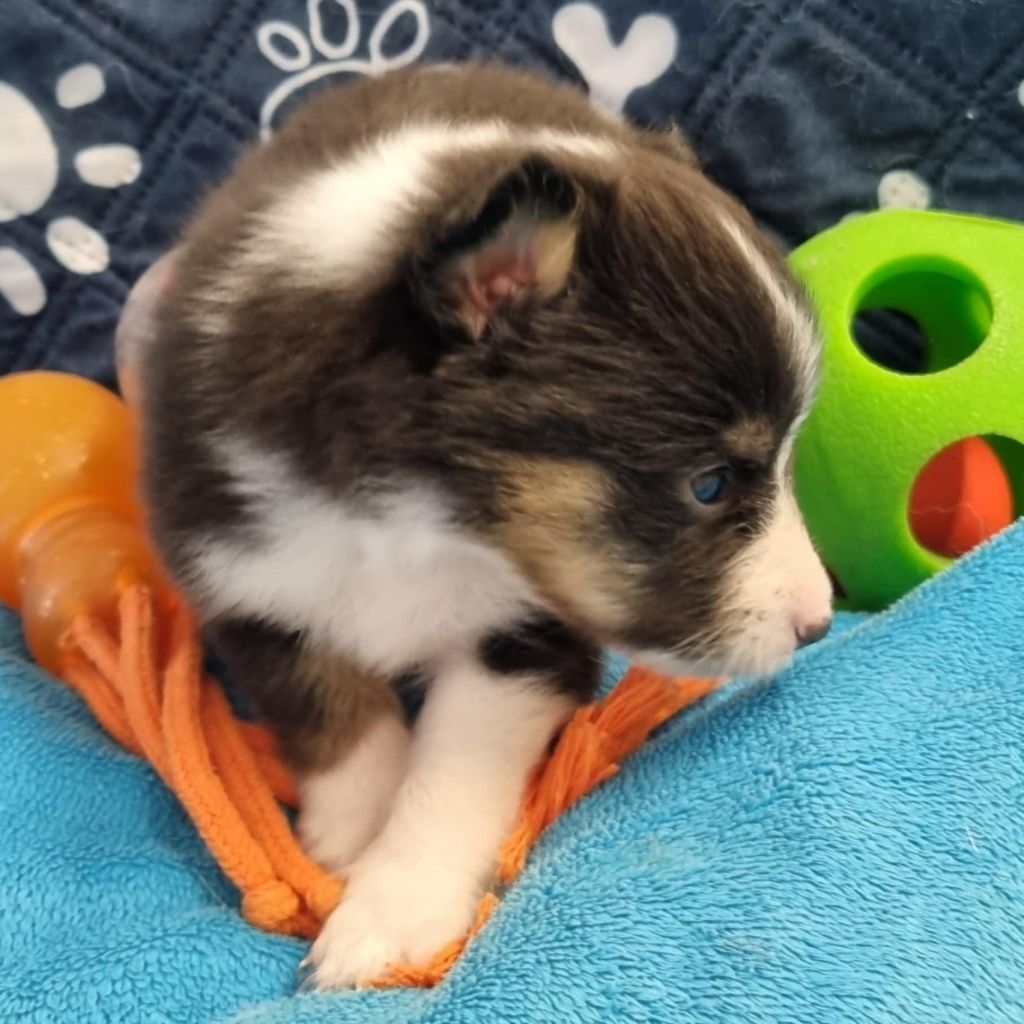 Des Shelties De La Rose - Chiots disponibles - Shetland Sheepdog