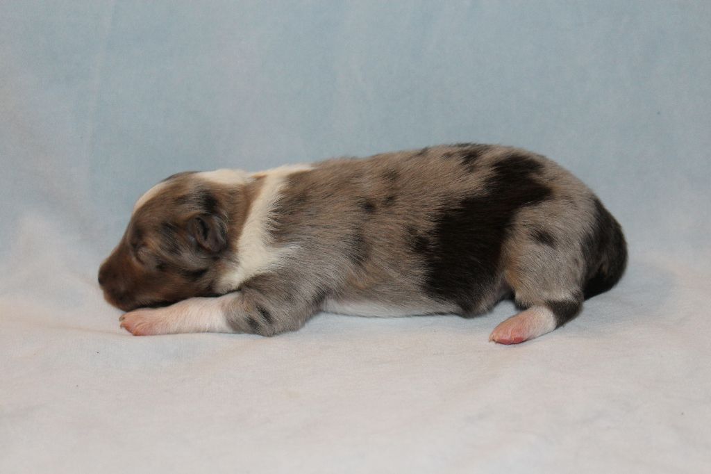 Des Shelties De La Rose - Shetland Sheepdog - Portée née le 01/01/2018