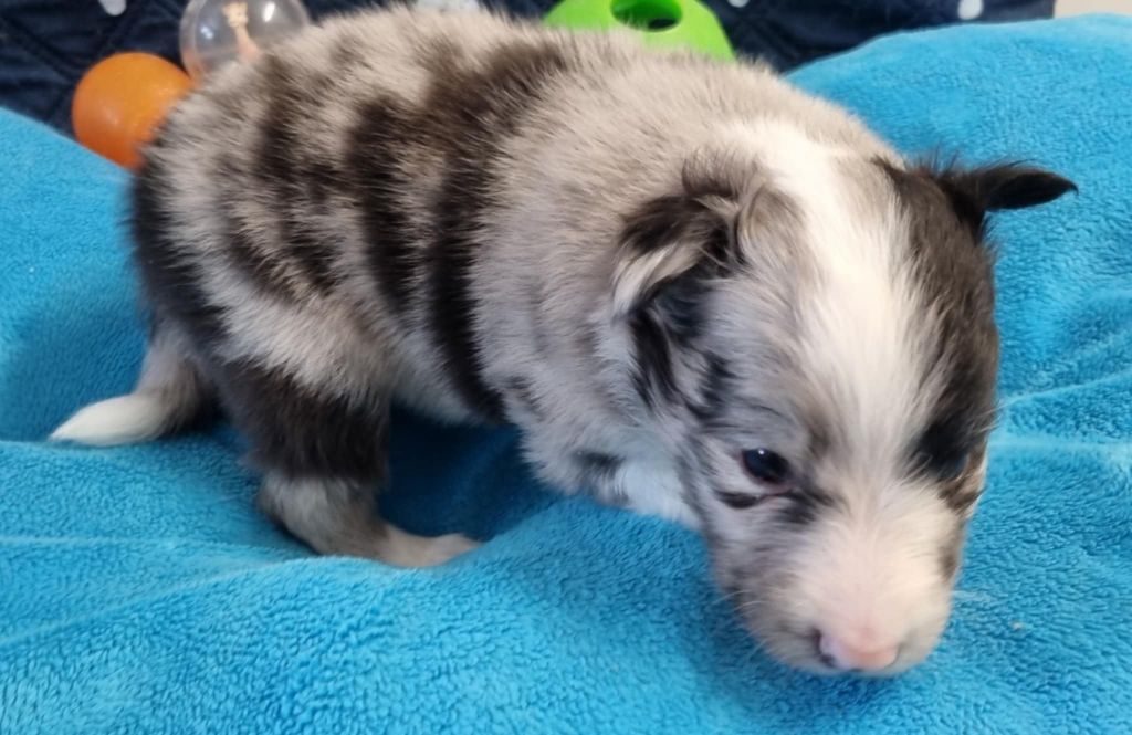 Des Shelties De La Rose - Chiots disponibles - Shetland Sheepdog