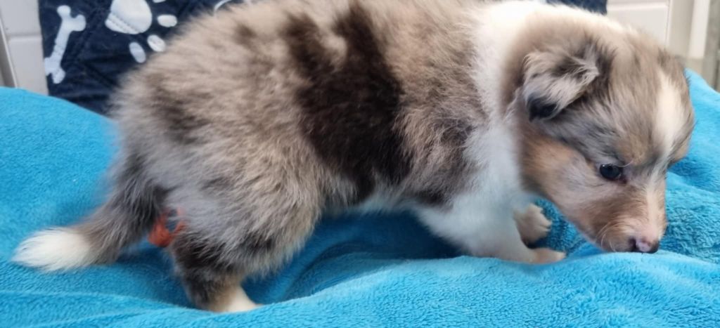Des Shelties De La Rose - Chiots disponibles - Shetland Sheepdog