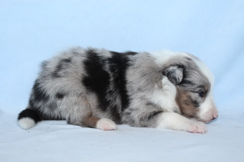 Des Shelties De La Rose - Shetland Sheepdog - Portée née le 09/03/2016
