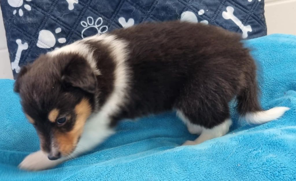 Des Shelties De La Rose - Chiots disponibles - Shetland Sheepdog