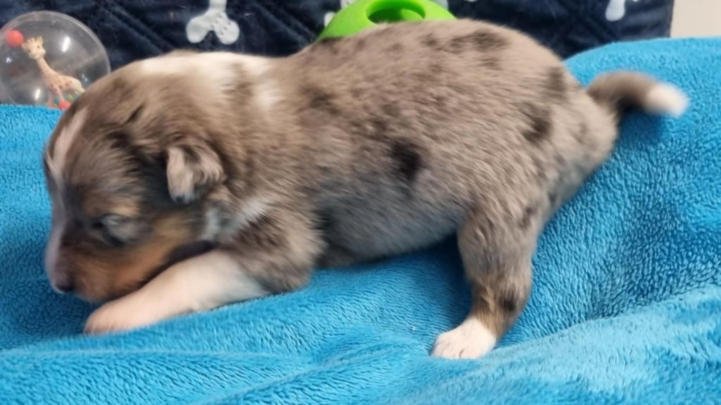 Des Shelties De La Rose - Chiots disponibles - Shetland Sheepdog
