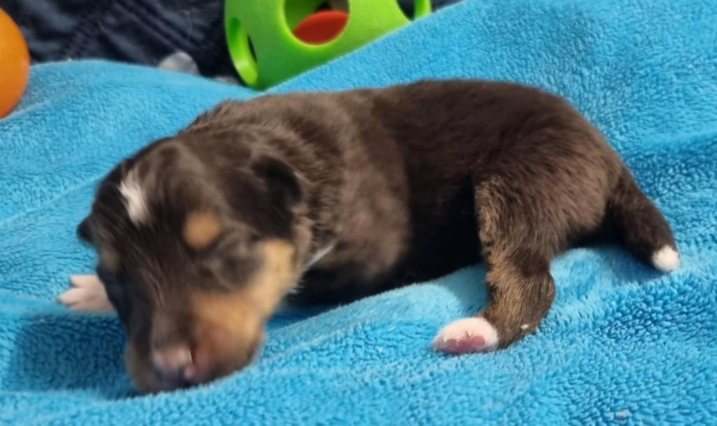 Des Shelties De La Rose - Chiots disponibles - Shetland Sheepdog