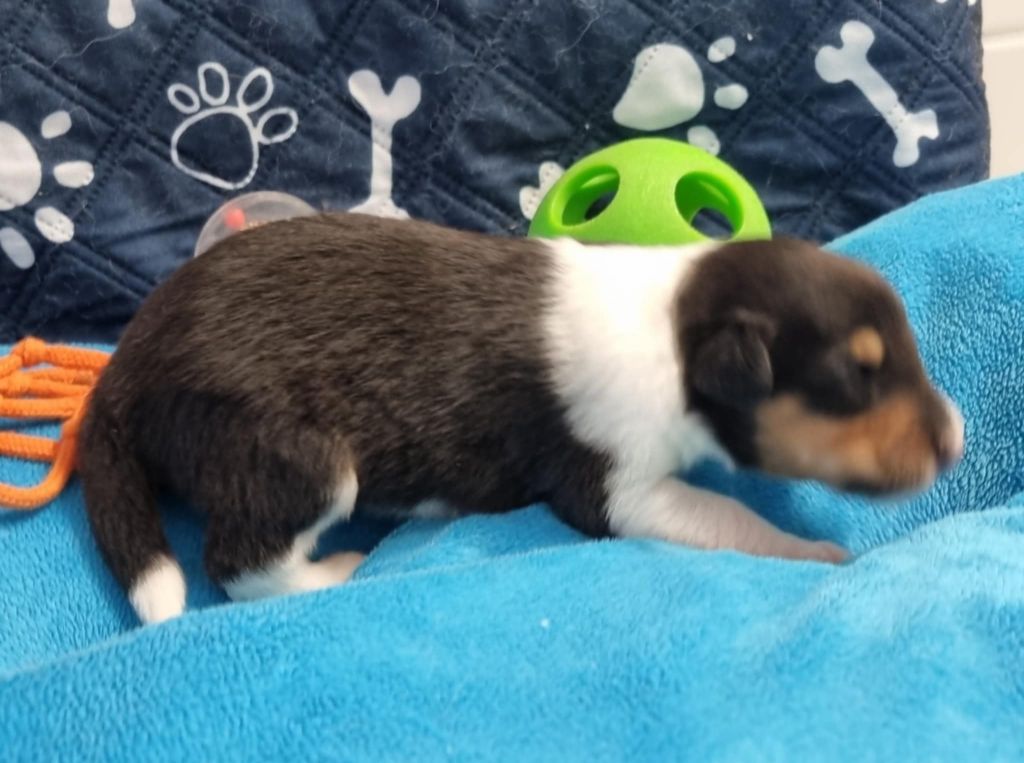 Des Shelties De La Rose - Chiots disponibles - Shetland Sheepdog
