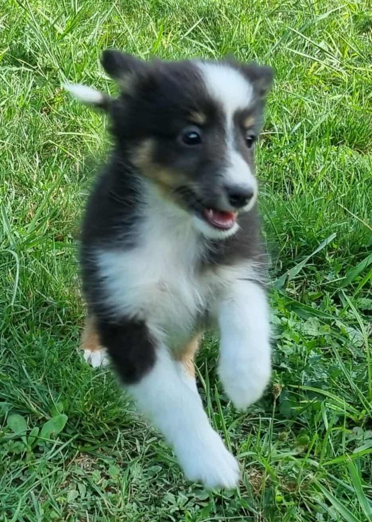 Des Shelties De La Rose - Chiots disponibles - Shetland Sheepdog