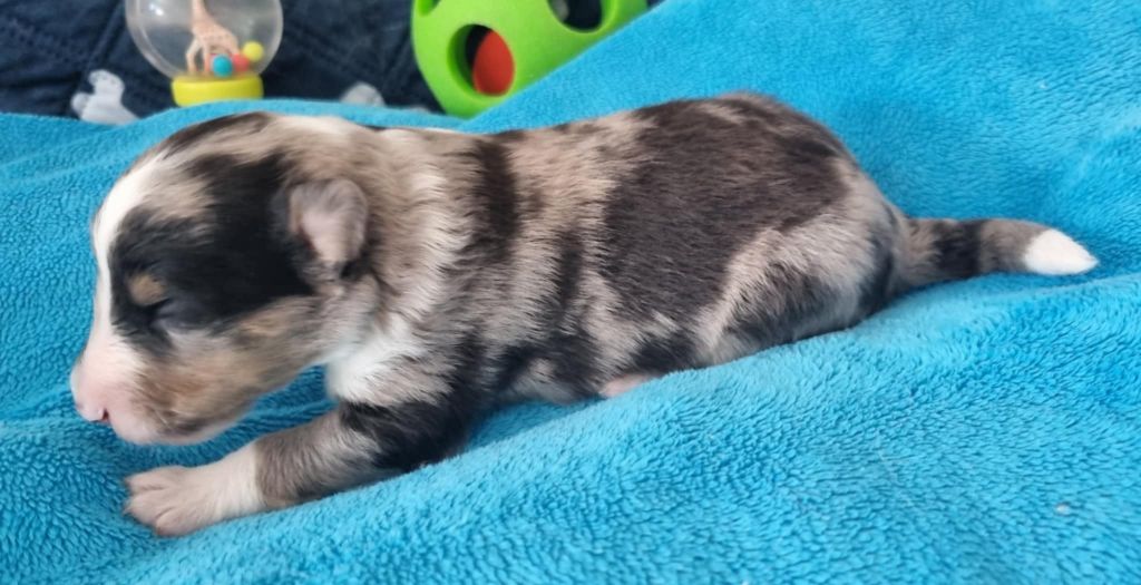 Des Shelties De La Rose - Chiots disponibles - Shetland Sheepdog