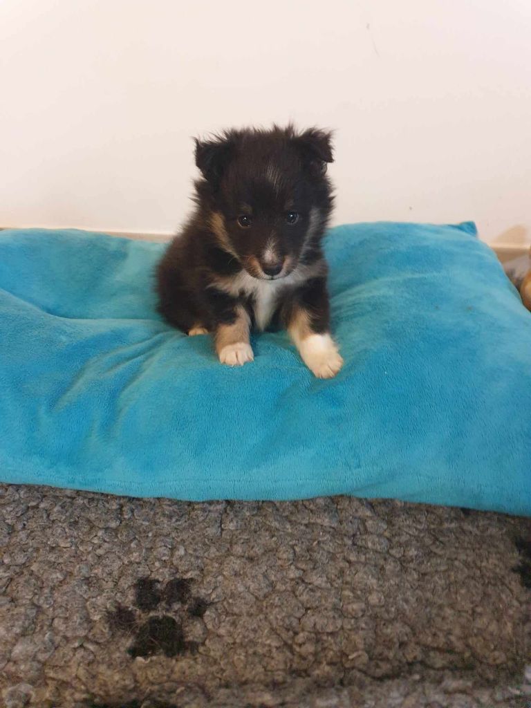 Des Shelties De La Rose - Shetland Sheepdog - Portée née le 01/12/2023