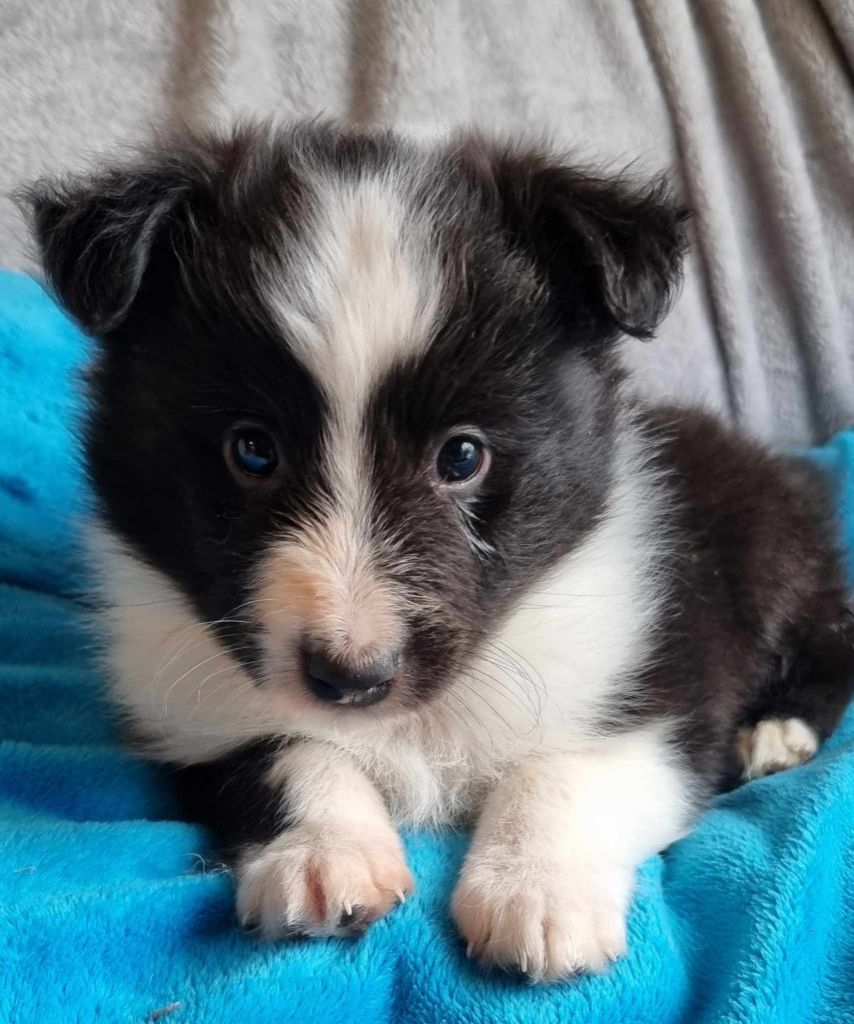 Des Shelties De La Rose - Chiots disponibles - Shetland Sheepdog