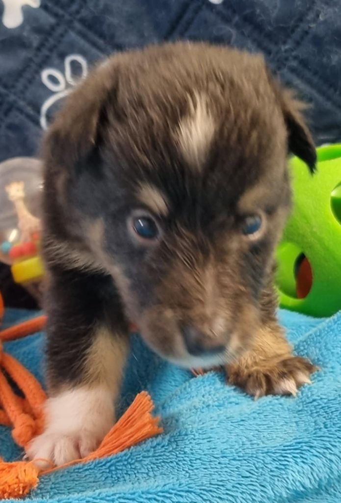 Des Shelties De La Rose - Chiots disponibles - Shetland Sheepdog
