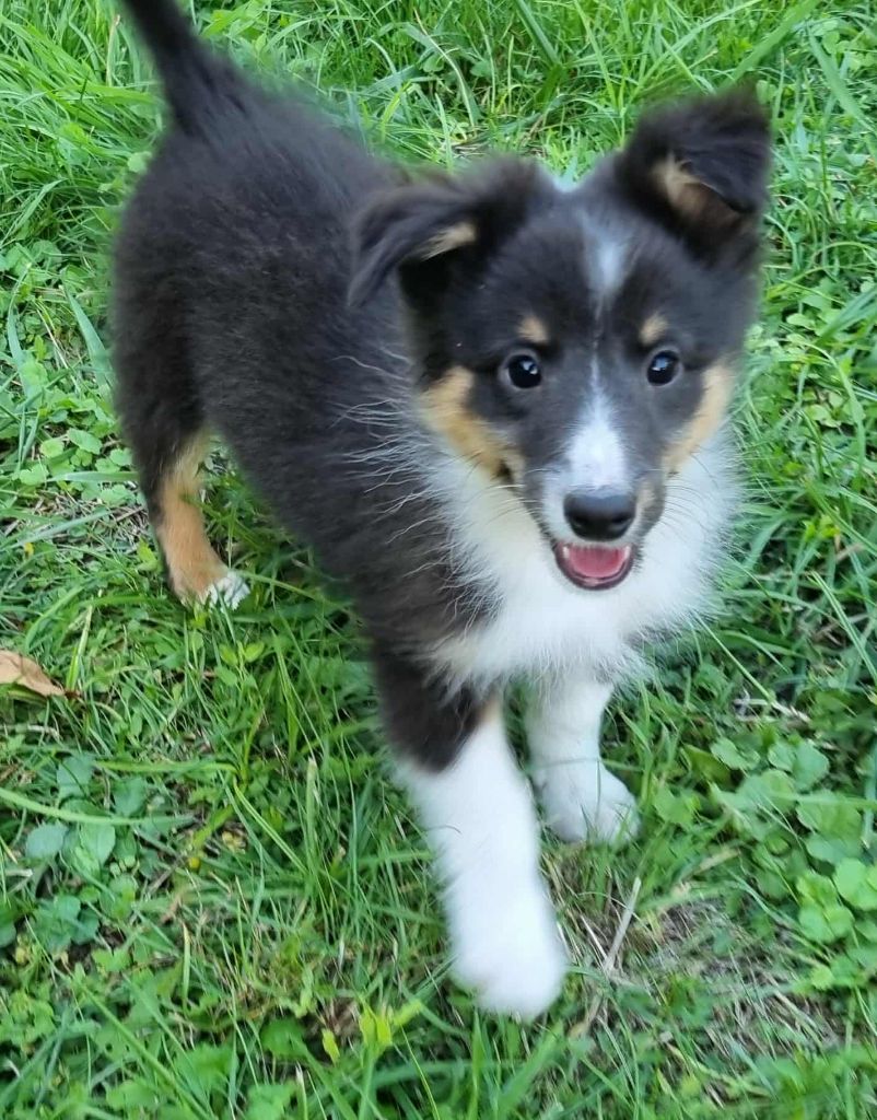 Des Shelties De La Rose - Chiots disponibles - Shetland Sheepdog