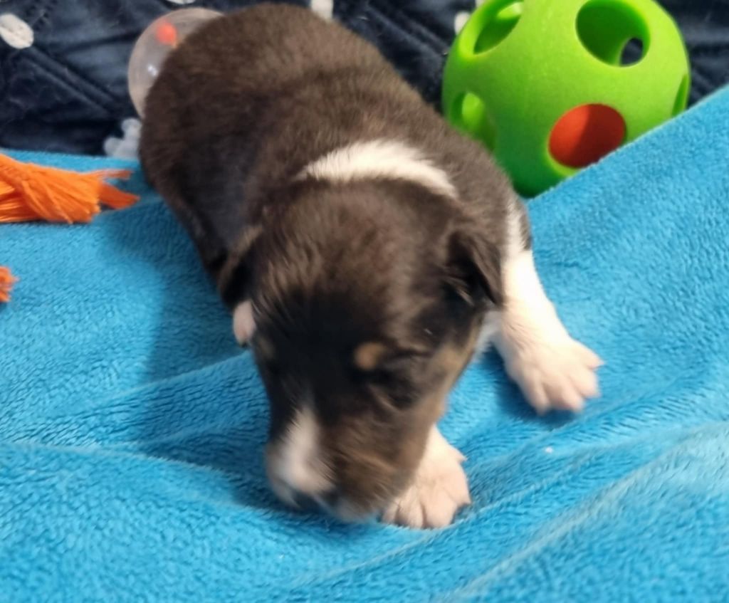 Des Shelties De La Rose - Chiots disponibles - Shetland Sheepdog