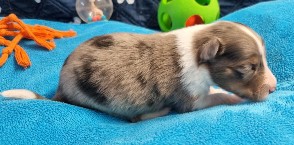 Des Shelties De La Rose - Chiots disponibles - Shetland Sheepdog