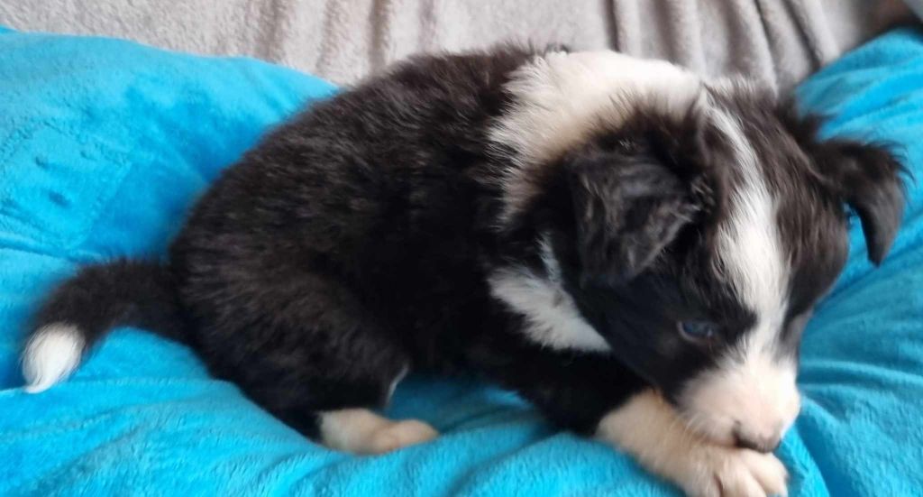 Des Shelties De La Rose - Chiots disponibles - Shetland Sheepdog