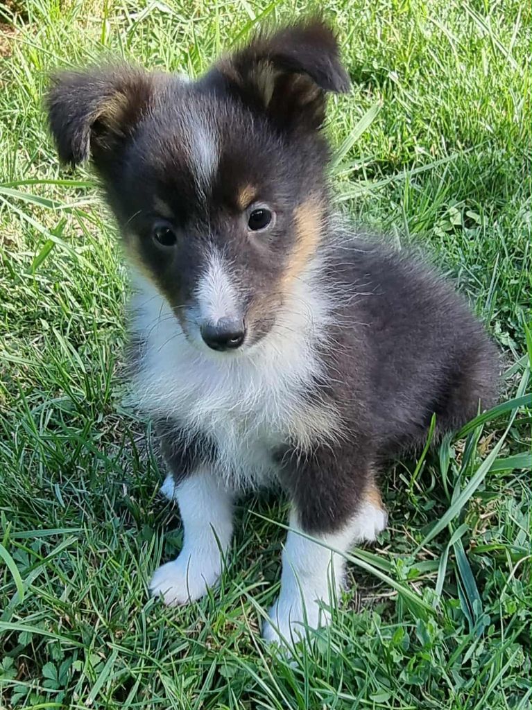 Des Shelties De La Rose - Chiots disponibles - Shetland Sheepdog