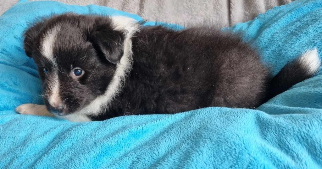Des Shelties De La Rose - Chiots disponibles - Shetland Sheepdog