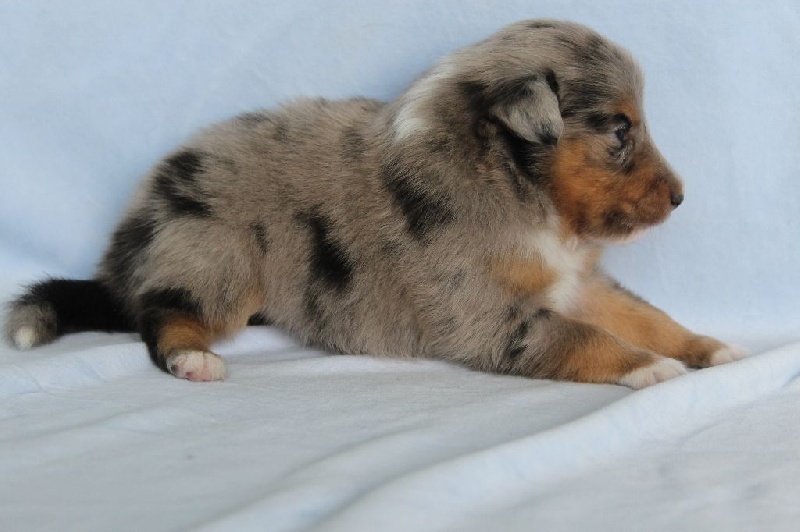 Des Shelties De La Rose - Shetland Sheepdog - Portée née le 07/06/2016
