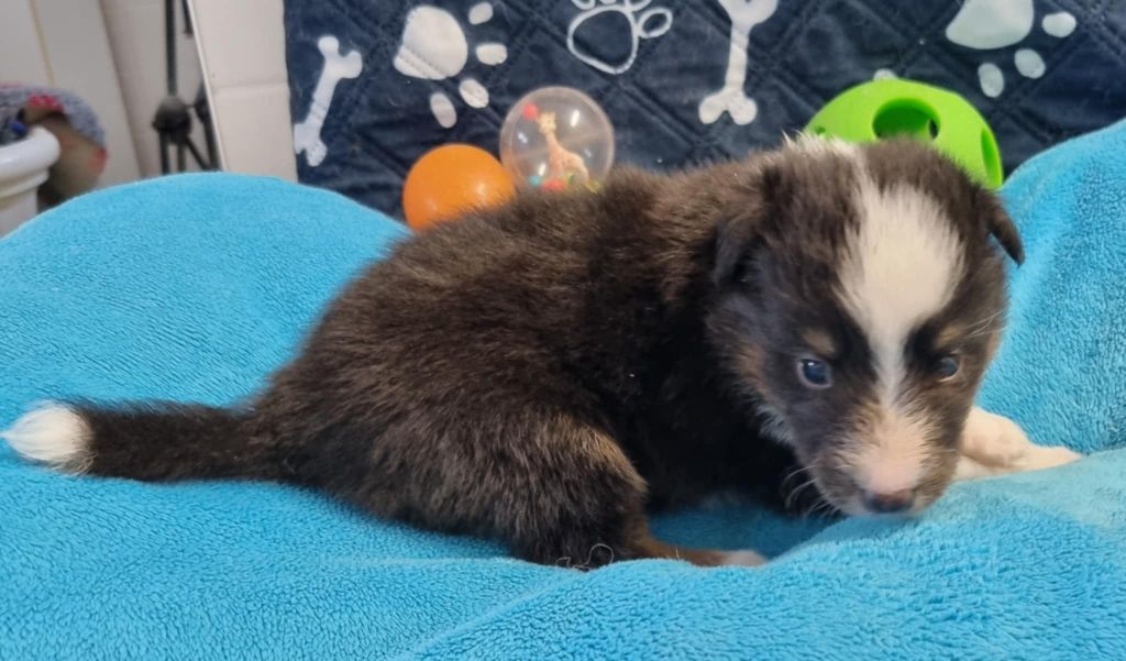 Des Shelties De La Rose - Chiots disponibles - Shetland Sheepdog
