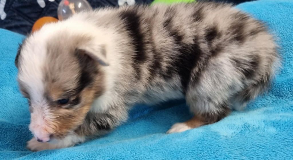 Des Shelties De La Rose - Chiots disponibles - Shetland Sheepdog