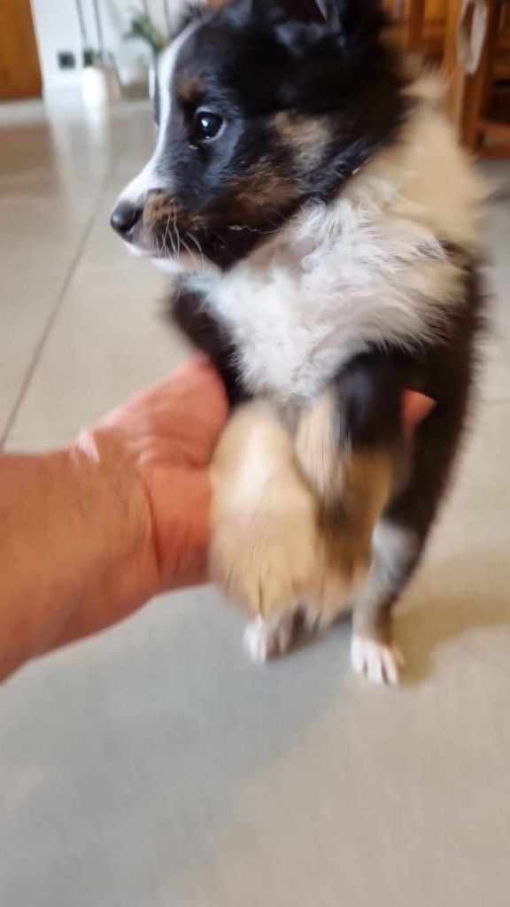 Des Shelties De La Rose - Shetland Sheepdog - Portée née le 11/07/2024