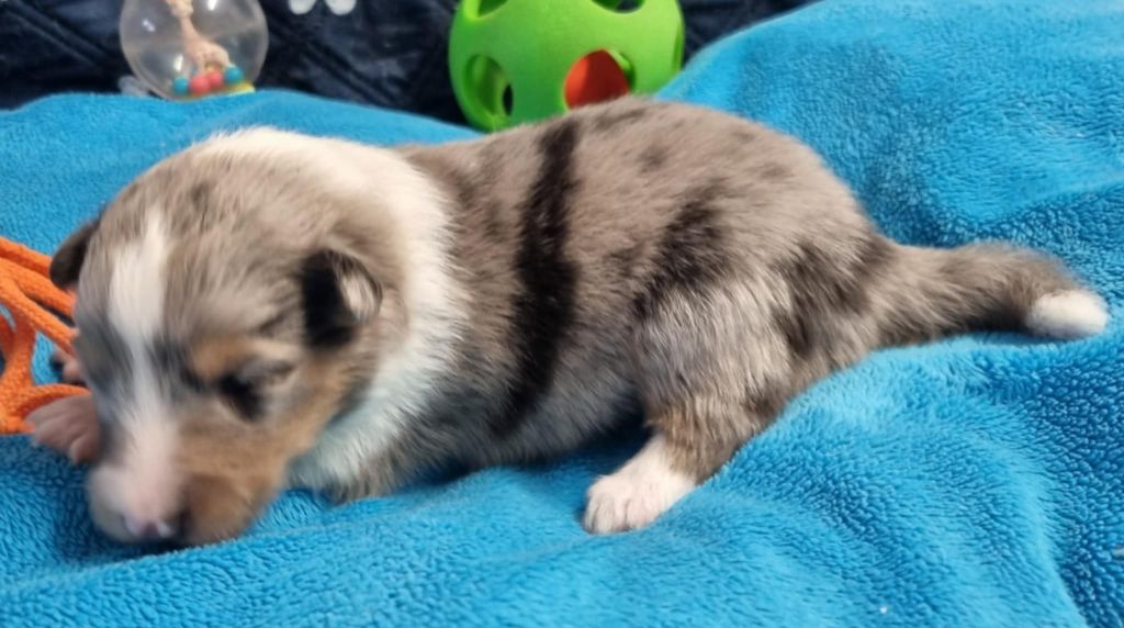 Des Shelties De La Rose - Chiots disponibles - Shetland Sheepdog
