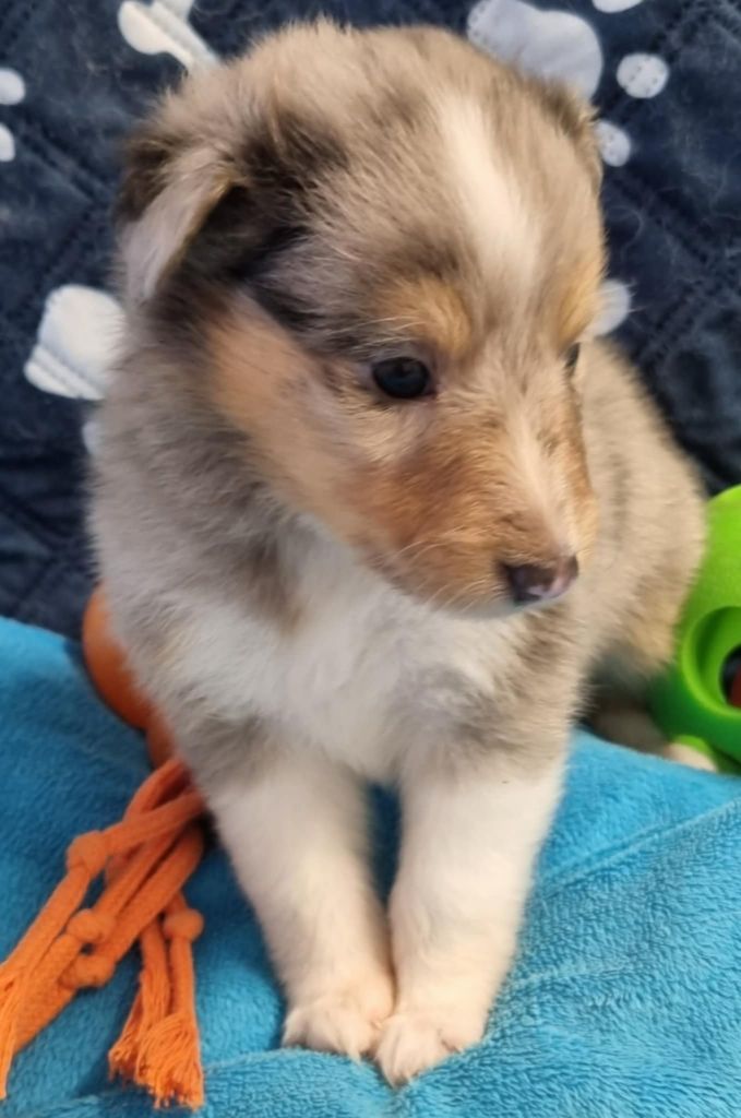 Des Shelties De La Rose - Chiots disponibles - Shetland Sheepdog