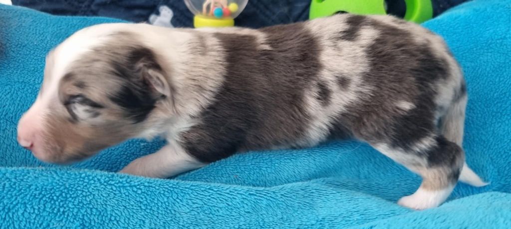 Des Shelties De La Rose - Chiots disponibles - Shetland Sheepdog