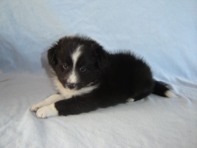 Des Shelties De La Rose - Shetland Sheepdog - Portée née le 18/02/2015