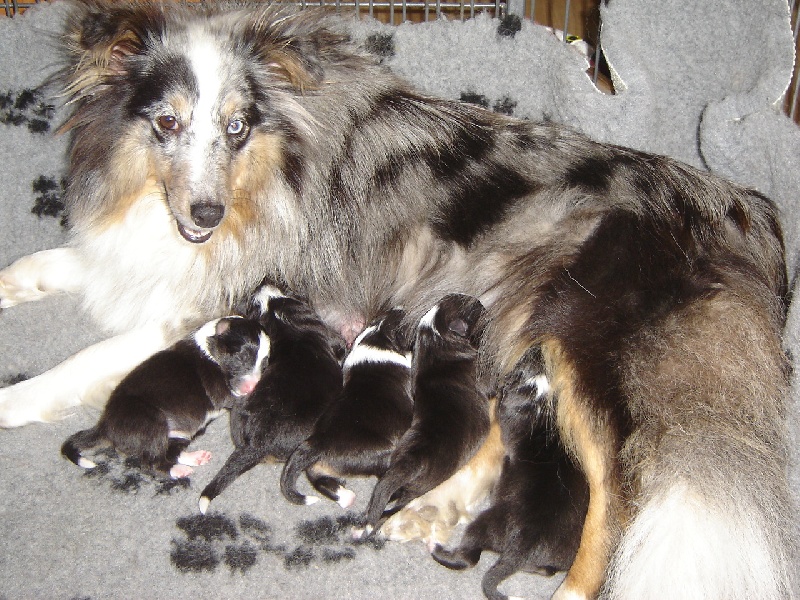 Des Shelties De La Rose - Shetland Sheepdog - Portée née le 21/10/2011