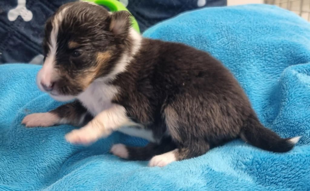 Des Shelties De La Rose - Chiots disponibles - Shetland Sheepdog
