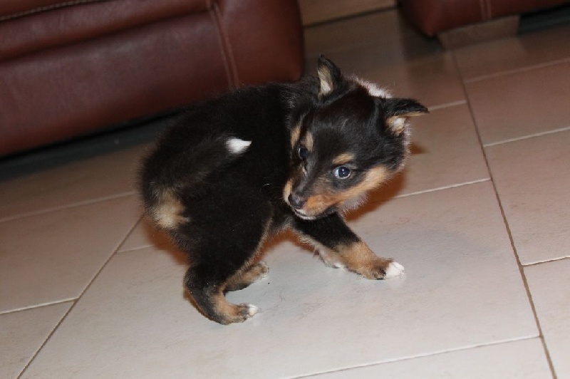 Des Shelties De La Rose - Shetland Sheepdog - Portée née le 04/01/2017