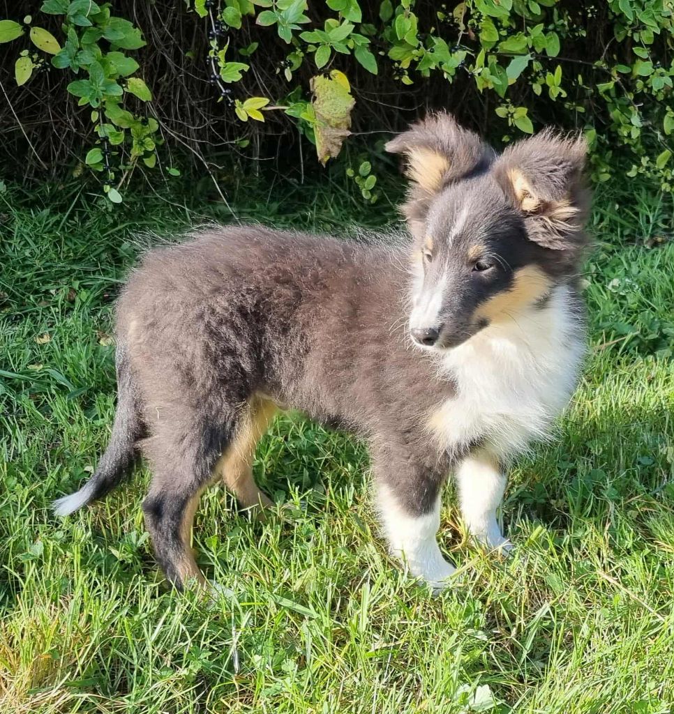 Des Shelties De La Rose - Chiots disponibles - Shetland Sheepdog