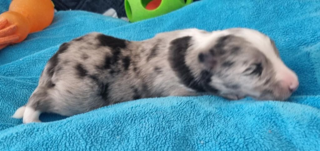 Des Shelties De La Rose - Chiots disponibles - Shetland Sheepdog