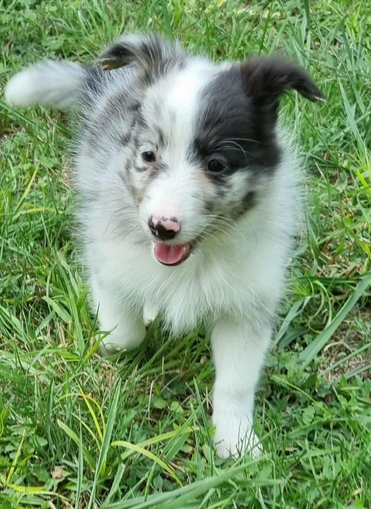 Des Shelties De La Rose - Chiots disponibles - Shetland Sheepdog