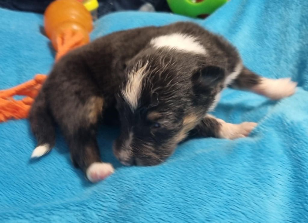 Des Shelties De La Rose - Chiots disponibles - Shetland Sheepdog