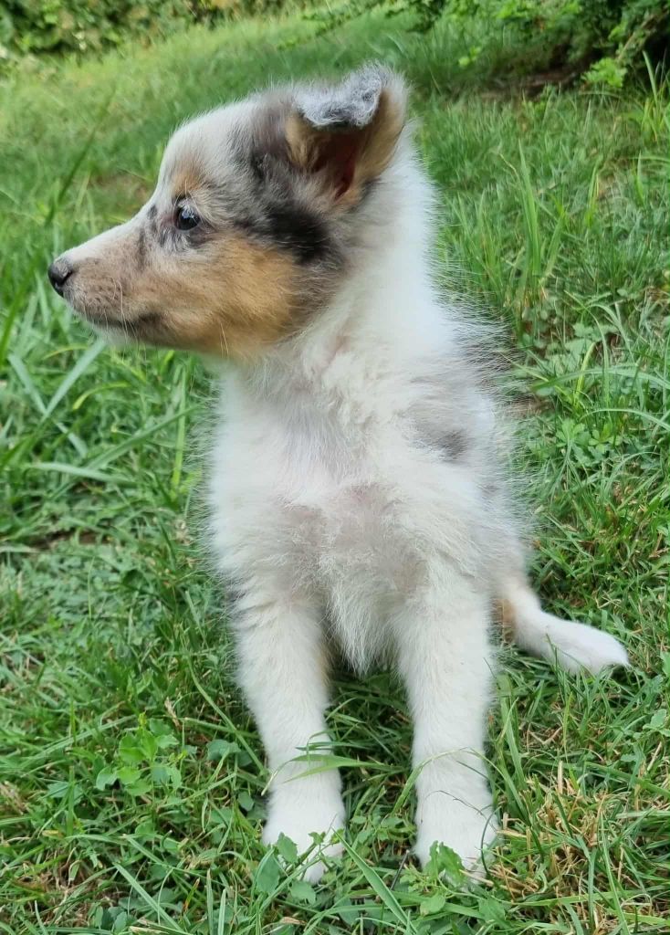 Des Shelties De La Rose - Chiots disponibles - Shetland Sheepdog