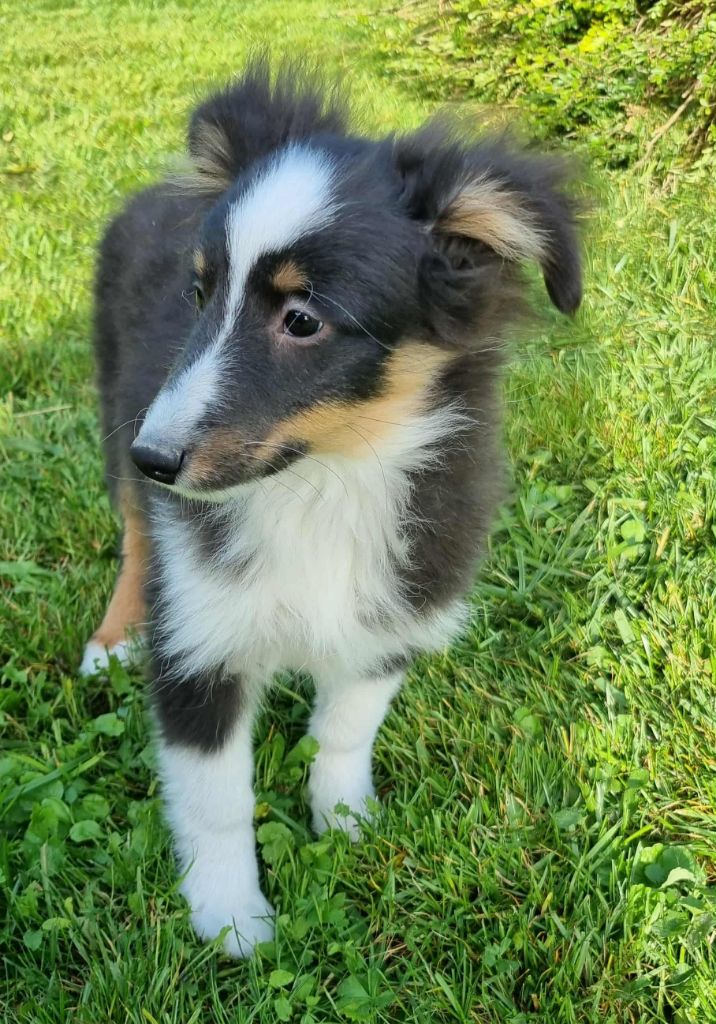 Des Shelties De La Rose - Chiots disponibles - Shetland Sheepdog