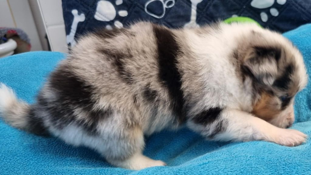 Des Shelties De La Rose - Chiots disponibles - Shetland Sheepdog